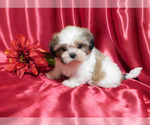 Small Photo #1 Shih Tzu Puppy For Sale in OSCEOLA, MO, USA