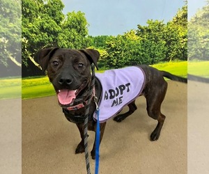 Patsy Cline - Female Labrador Retriever-Unknown Mix Dog for Adoption - Photo #4