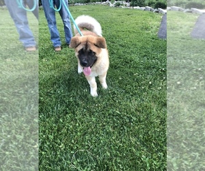 Akita Puppy for sale in MUNFORDVILLE, KY, USA