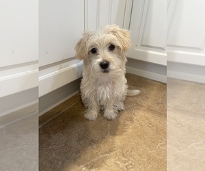 Wee-Poo Puppy for sale in LARGO, FL, USA