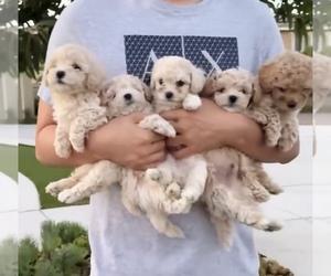 Poodle (Toy) Puppy for sale in EASTVALE, CA, USA