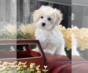 Biton Puppy for sale in CANOGA, NY, USA