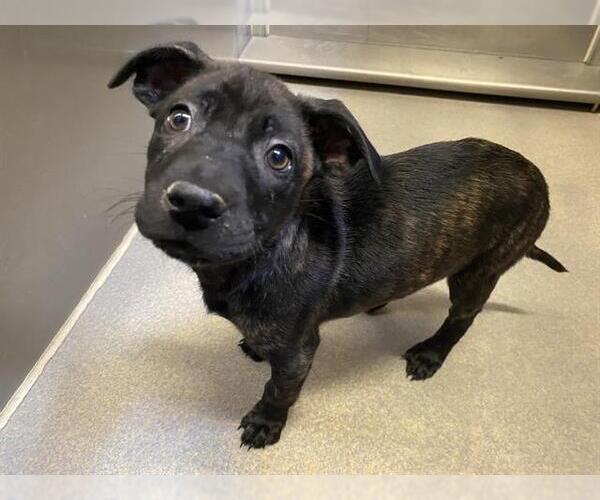 Medium Photo #2 Mutt Puppy For Sale in Modesto, CA, USA