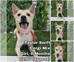Taylor Swift from Korea - Female Mutt Dog for Adoption - Small photo