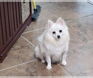 Mother of the Pomeranian puppies born on 05/22/2024