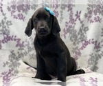 Small Photo #6 Labrador Retriever Puppy For Sale in LAKELAND, FL, USA