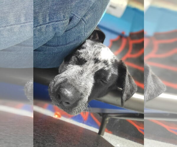 Medium Photo #8 Mutt Puppy For Sale in Garden City, NY, USA