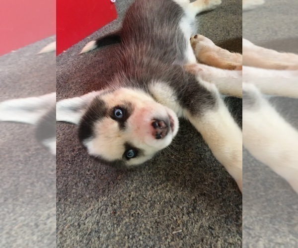 Medium Photo #6 Siberian Husky Puppy For Sale in DANBY, VT, USA
