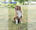 Small Photo #1 Miniature Australian Shepherd Puppy For Sale in FREMONT, MI, USA