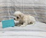 Small #4 Maltipoo