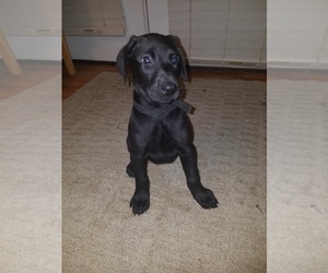 Doberman Pinscher-Labrador Retriever Mix Puppy for sale in LACEY, WA, USA