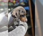 Puppy Puppy 6 Dachshund