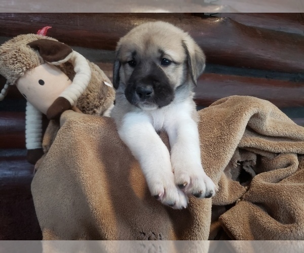 Medium Photo #25 Anatolian Shepherd-Maremma Sheepdog Mix Puppy For Sale in LECANTO, FL, USA