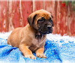 Small #11 Mastiff
