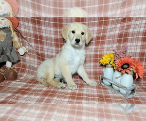 Medium Golden Retriever