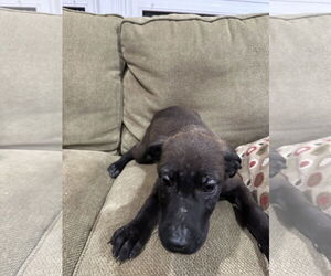 Great Dane Dogs for adoption in Jackson Township, NJ, USA