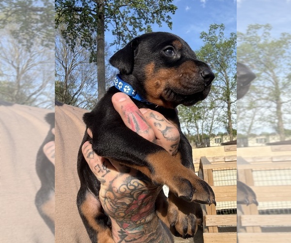 Medium Photo #4 Doberman Pinscher Puppy For Sale in NEWTON, NC, USA