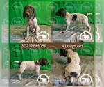 Puppy Boy 302126M05R German Shorthaired Pointer