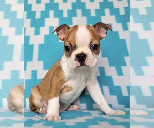 Boston Terrier Puppy for sale in BREAUX BRIDGE, LA, USA