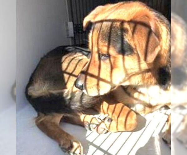 Medium Photo #2 German Shepherd Dog Puppy For Sale in Houston, TX, USA