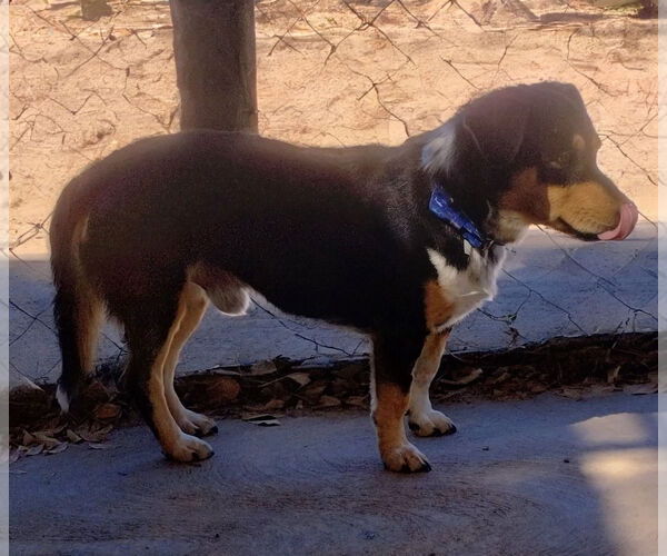 Medium Photo #3 Beagle Puppy For Sale in Apple Valley, CA, USA