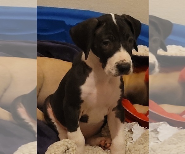 Medium Photo #4 Great Dane Puppy For Sale in BATTLE GROUND, WA, USA