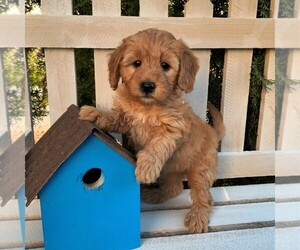 Goldendoodle-Poodle (Miniature) Mix Puppy for sale in LEOLA, PA, USA