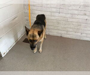 German Shepherd Dog Dogs for adoption in San Bernardino, CA, USA
