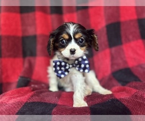 Cavalier King Charles Spaniel Puppy for sale in LAKELAND, FL, USA