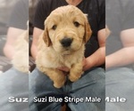 Small Photo #4 Golden Retriever Puppy For Sale in KINGMAN, AZ, USA