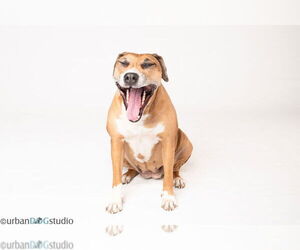 Peaches - F - Female Catahoula Leopard Dog-Unknown Mix Dog for Adoption - Photo #3