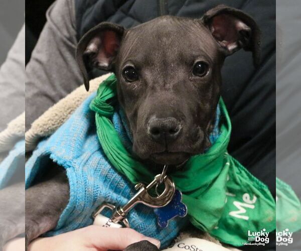 Medium Photo #1 Mutt Puppy For Sale in Washington, DC, USA