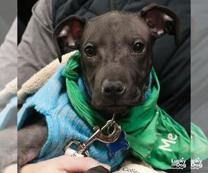 Mutt Dogs for adoption in Washington, DC, USA