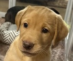 Puppy Puppy 2 Lacey Labrador Retriever