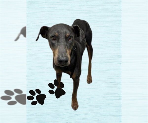 Medium Photo #1 Doberman Pinscher Puppy For Sale in HESPERIA, CA, USA