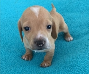 Dachshund Puppy for Sale in AYDLETT, North Carolina USA