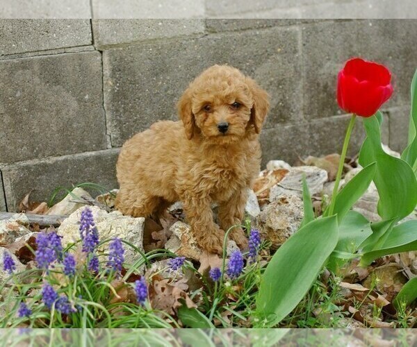 Medium Photo #4 Cock-A-Poo-Poodle (Miniature) Mix Puppy For Sale in SALEM, MO, USA