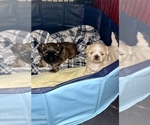 Small Photo #3 Shih Tzu Puppy For Sale in SUGAR HILL, GA, USA