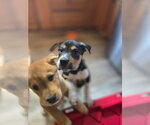 Small #3 Mutt