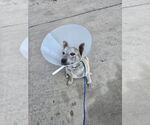 Small #1 Mutt