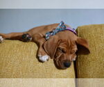 Small #2 Mutt