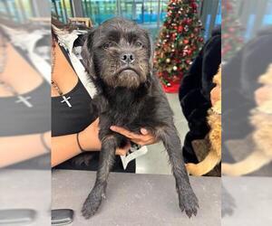 Brussels Griffon Dogs for adoption in San Martin, CA, USA