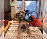 Puppy Scarlett Cane Corso