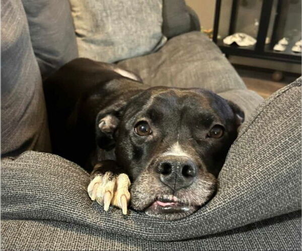 Medium Photo #2 Labrador Retriever-Staffordshire Bull Terrier Mix Puppy For Sale in Ball Ground, GA, USA