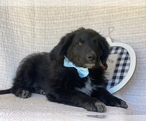 Border Collie-Labradoodle Mix Puppy for sale in LANCASTER, PA, USA