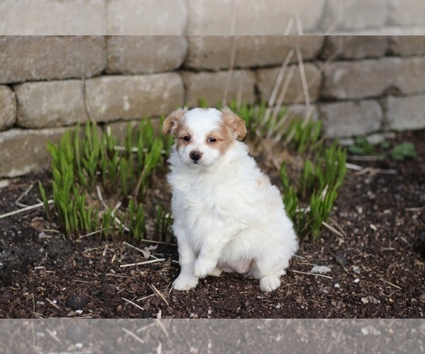 Medium Photo #9 Pom-A-Poo Puppy For Sale in BREMEN, IN, USA
