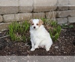 Small Photo #9 Pom-A-Poo Puppy For Sale in BREMEN, IN, USA