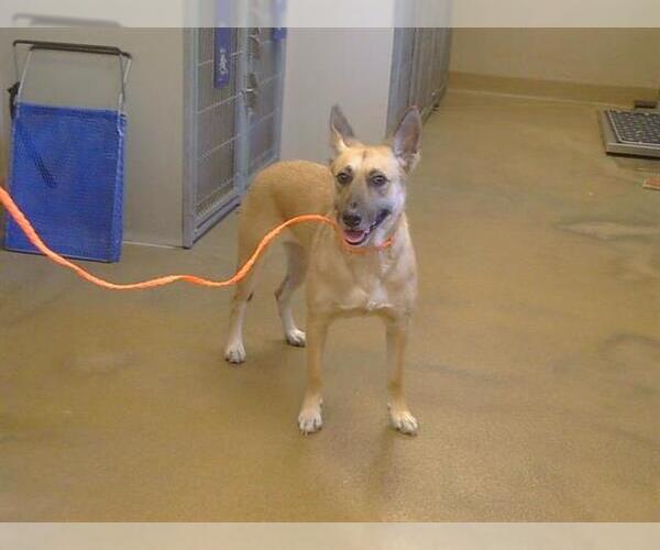 Medium Photo #1 German Shepherd Dog-Unknown Mix Puppy For Sale in Sacramento, CA, USA
