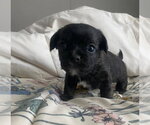 Small #2 Boston Terrier Mix