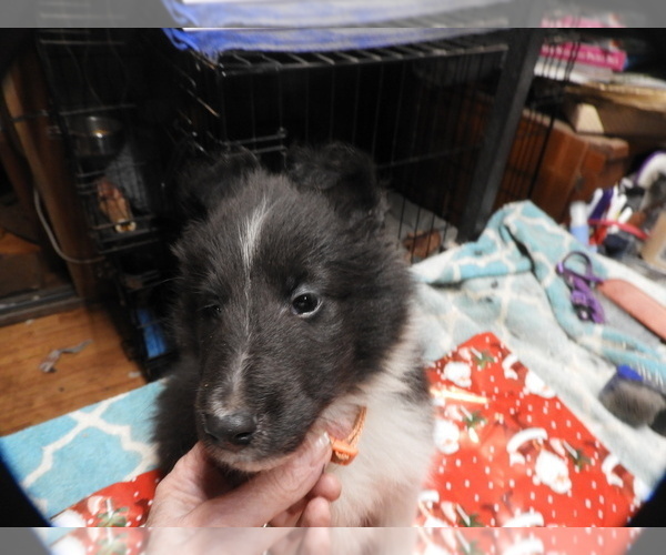Medium Photo #3 Shetland Sheepdog Puppy For Sale in BAINBRIDGE, NY, USA